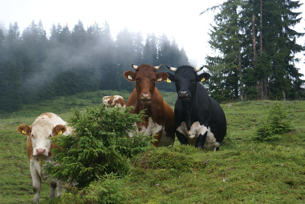Das Sonneck Mühlbach am Hochkönig Eksteriør billede